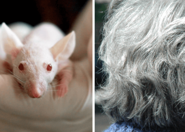 Human Vanity at Its Worst: Experimenters Torment and Kill Mice for Grey-Hair Experiment
