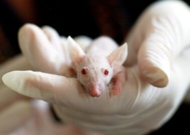 2.88 Million Procedures Using Animals Occurred in British Laboratories in 2020