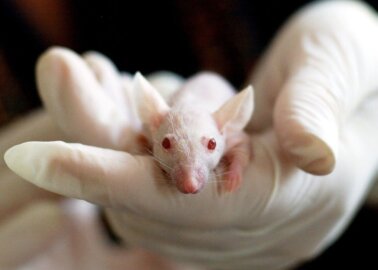 2.88 Million Procedures Using Animals Occurred in British Laboratories in 2020