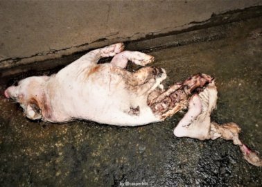 Pigs on UK ‘High-Welfare’ Farm Filmed Eating Each Other Alive