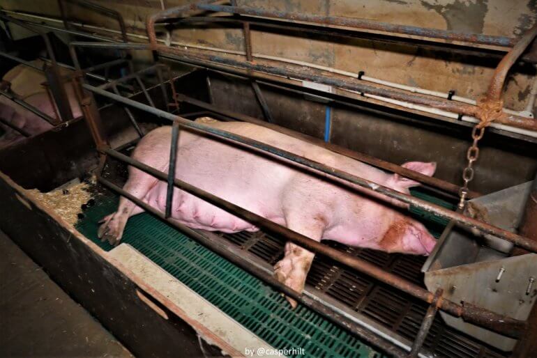 Pigs on UK 'High-Welfare' Farm Filmed Eating Each Other Alive