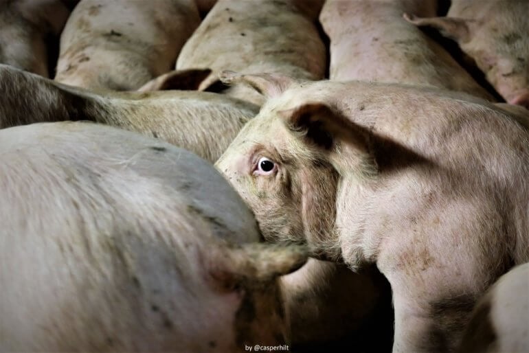 meat the victims red tractor farm image 05