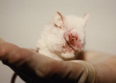 EU Reports Reveal Catalogue of Suffering: More Than 20 Million Animals Languished in Laboratories