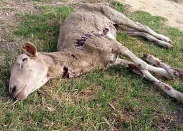 BREAKING: 5th Australian Wool Exposé Leads to Guilty Plea to Cruelty Charges