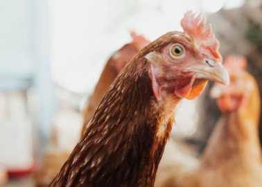 Victory! Plans for Monstrous Chicken Farm in Lincolnshire Are Rejected