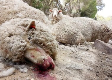 Urban Outfitters to Face Pressure From PETA US at Annual Meeting