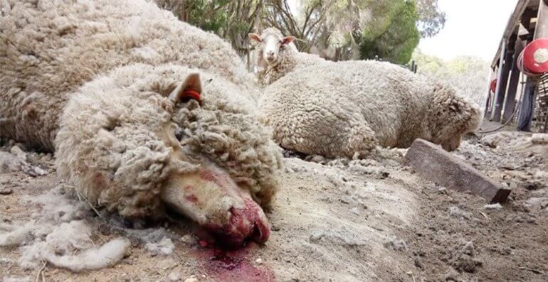 sheep Australia investigation PETA Asia wool 1