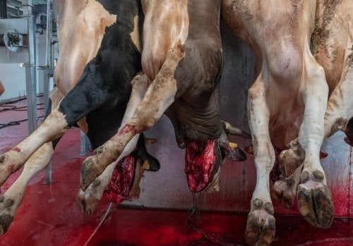 Cows hung and bleeding out at a slaughterhouse.
