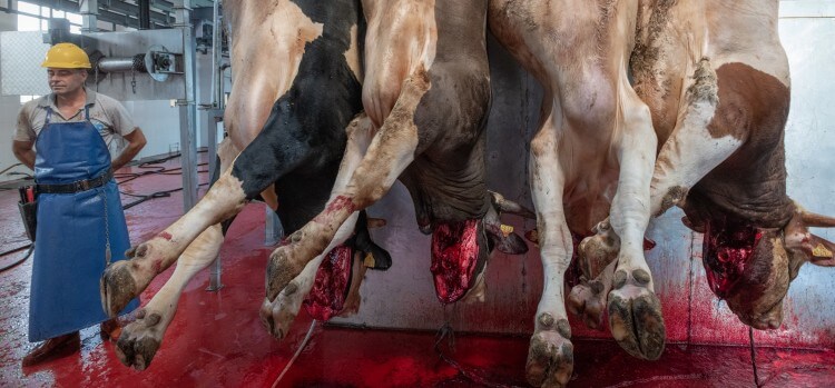 Cows hung and bleeding out at a slaughterhouse.