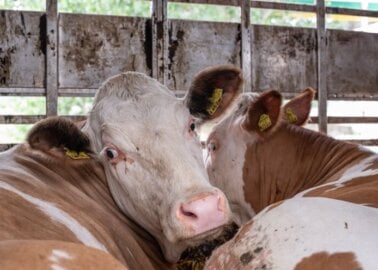 PETA Calls For Meat and Dairy ‘Sin Tax’ Amid COVID-19 Crisis
