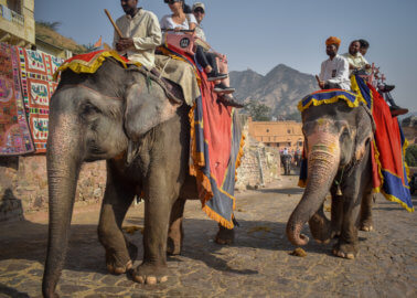 Still Riding Elephants? You’re at Risk of Catching Tuberculosis