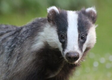 HUGE NEWS: L’Oréal Group Bans Brushes Made With Animal Hair