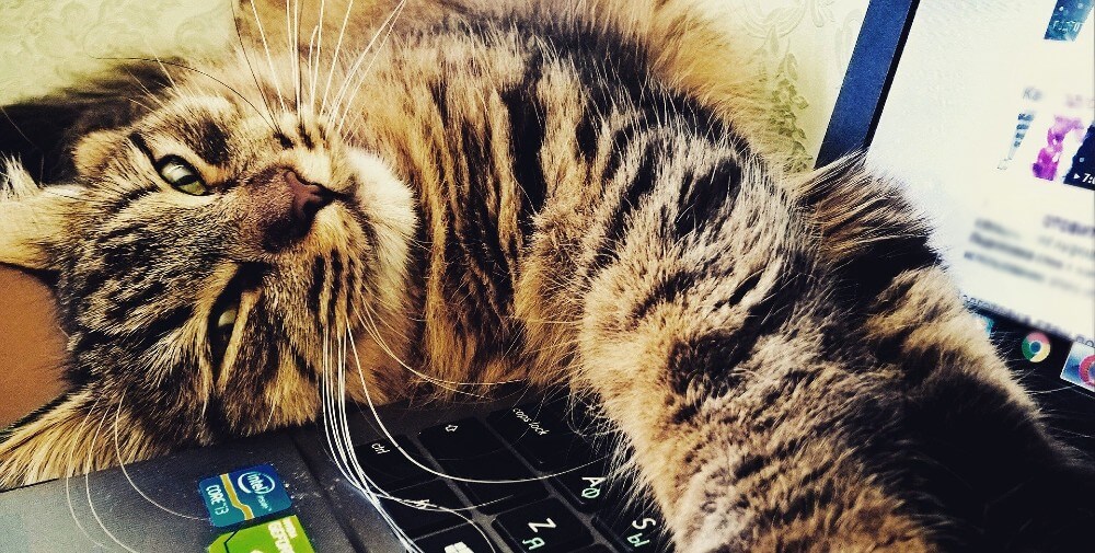 Volunteer Your Language Skills to Help Animals Volunteer Your Language Skills to Help Animals