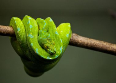 Feeling Trapped? This Is Life Every Day for Captive Snakes