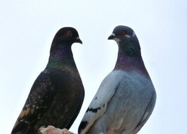 Michael Mansfield Urges Queen to Cut Ties With ‘Nasty’ Pigeon Racing