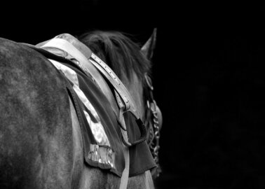 78 Reasons Not to Watch Cheltenham Festival