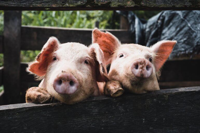 two piglets unsplash