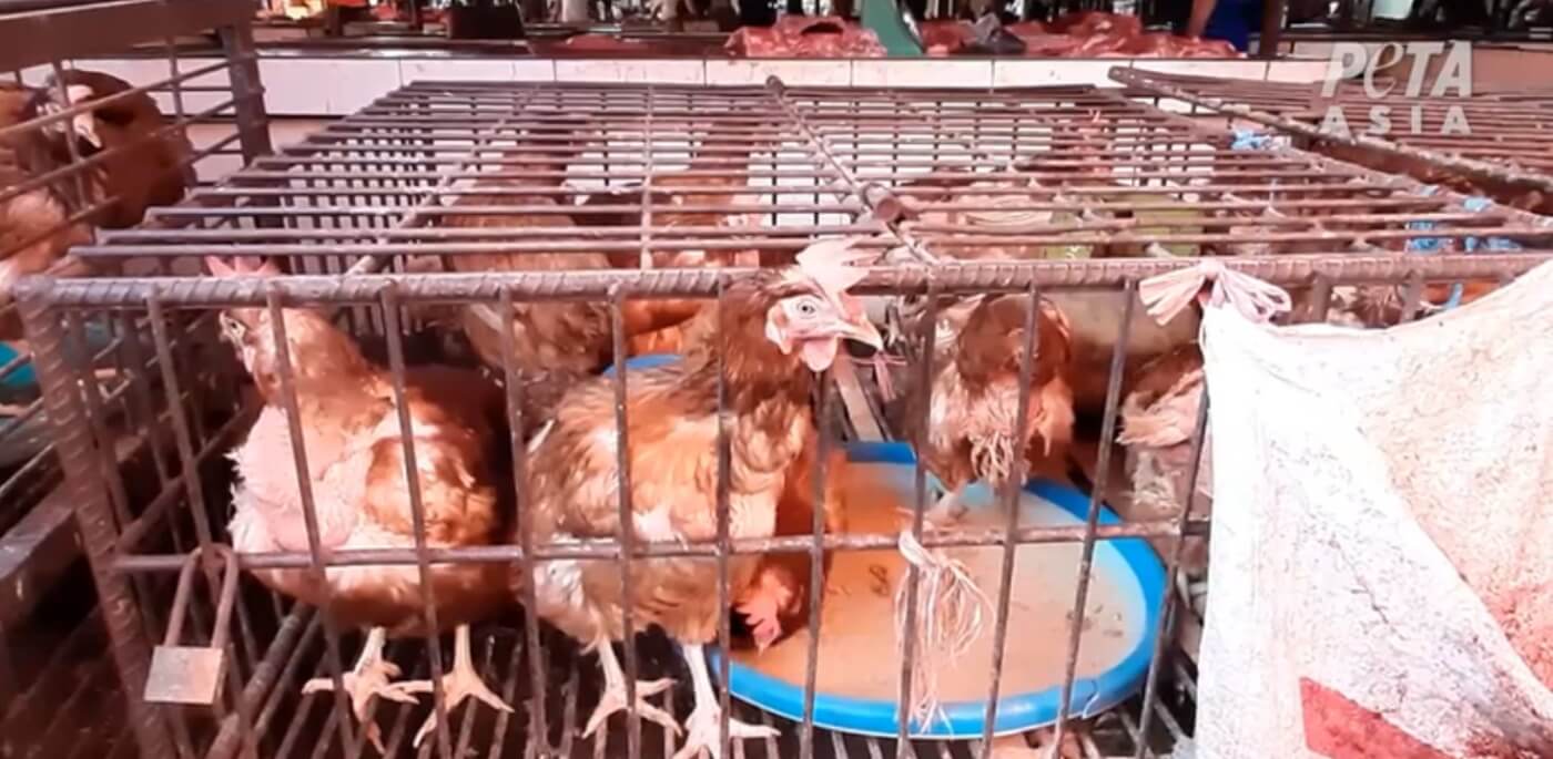 VIDEO PETA Asia Goes Inside Wet Markets, Where Diseases Like COVID ... picture