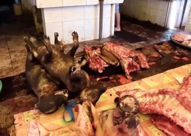 VIDEO: PETA Asia Goes Inside ‘Wet Markets’, Where Diseases Like COVID-19 Originate