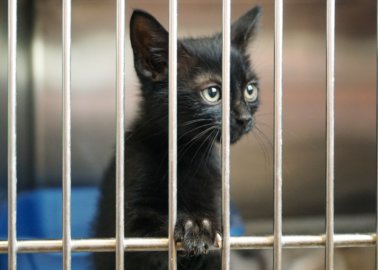 Why Lockdown Is the Best Time to Adopt or Foster a Dog or Cat
