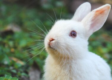 Four Experiments on Bunnies That You Can Help Stop