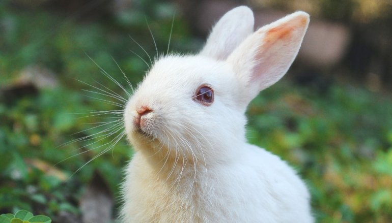 rabbit white unsplash We Did It! European Citizens’ Initiative Validated With 1.2 Million Signatures