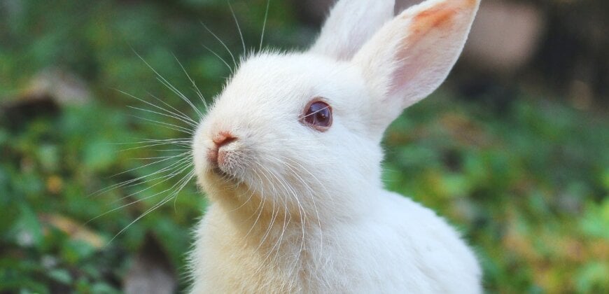 rabbit white unsplash 870x420 1 We Did It! European Citizens’ Initiative Validated With 1.2 Million Signatures