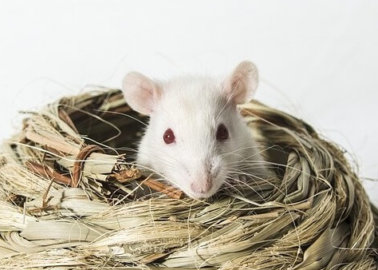 COVID-19 Researchers Avoid Archaic Tests on Animals
