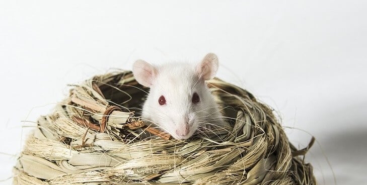 COVID-19 Researchers Avoid Archaic Tests on Animals COVID-19 Researchers Avoid Archaic Tests on Animals