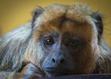 COVID-19: An Opportunity for Animals Imprisoned in UK Zoos