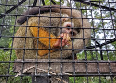 Horror as Animals at German Zoo May Be Fed to Each Other