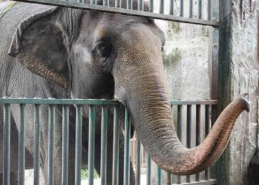 Mali the Elephant Dies at Manila Zoo