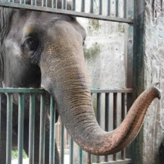 Imprisoned for Life: Take Action for Animals Exploited in Captivity