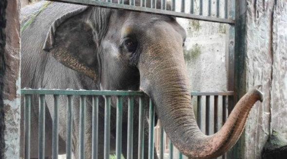Mali the Elephant Dies at Manila Zoo