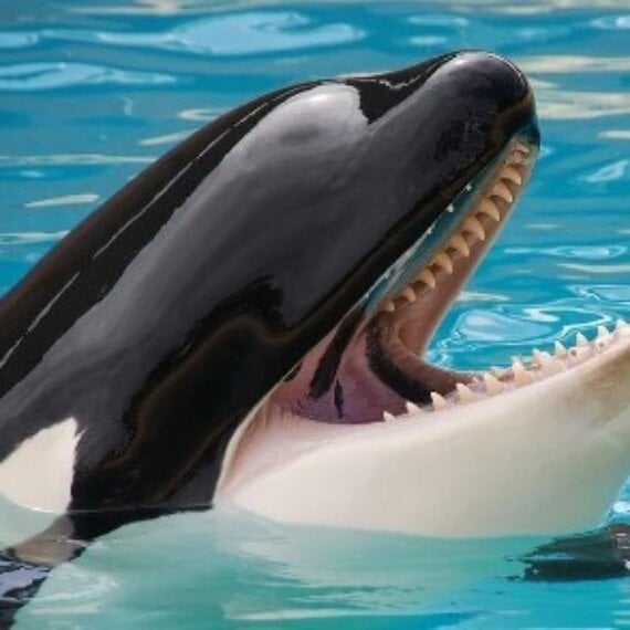 Urge ABTA to Include Dolphin and Whale Captivity Among Its Unacceptable Practices