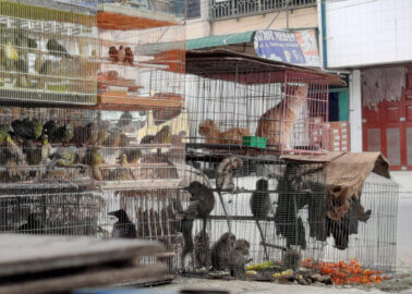 Filthy ‘Wet Markets’ Still Peddling Animals and Flesh Despite COVID-19