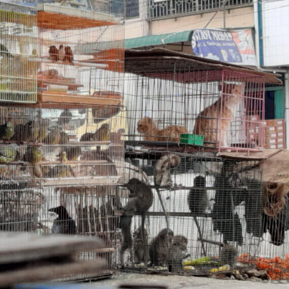 Filthy ‘Wet Markets’ Still Peddling Animals and Flesh Despite COVID-19