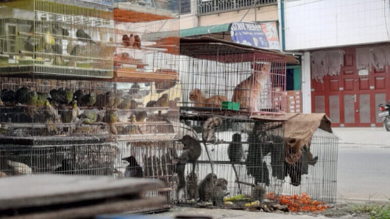 PETA Asia Wet Market Indonesia Medan Bird Market bats monkeys and other animals