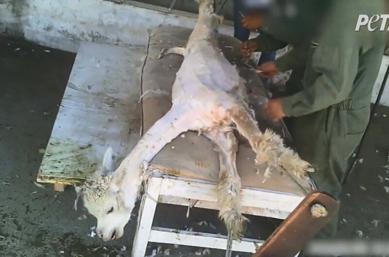 Image shows alpacas at world's top alpaca wool producer.