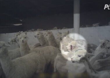 Image shows alpacas at world