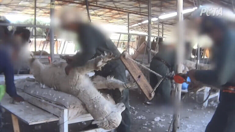 Image shows alpacas at world's top alpaca wool producer.