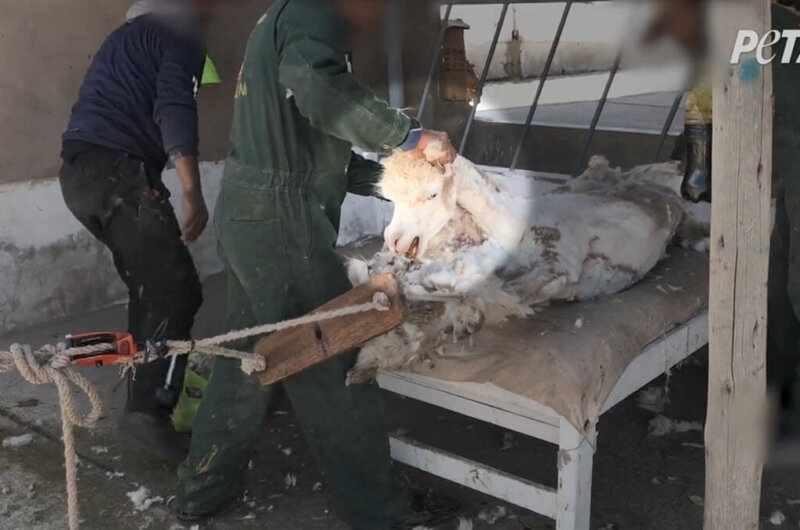 Image shows alpacas at world's top alpaca wool producer.