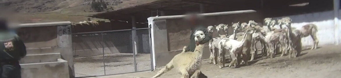 Image shows alpacas at world's top alpaca wool producer.