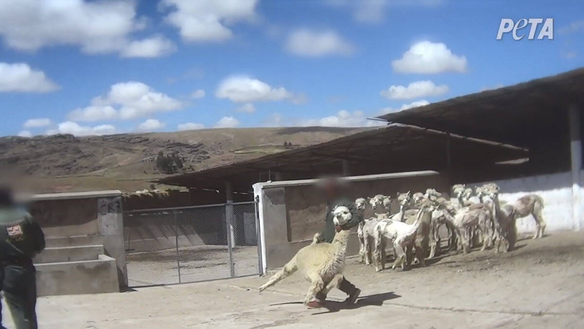 Image shows alpacas at world's top alpaca wool producer.