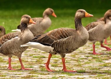 Exposed: The FA Killed 60 Greylag Geese
