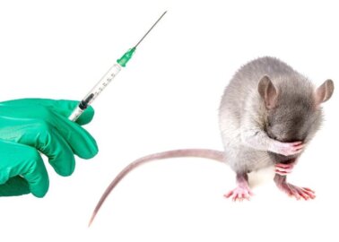 COVID-19: PETA Warns WHO About Dangers of Animal Tests