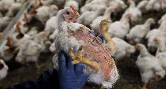 worker holding chicken 560x300 1
