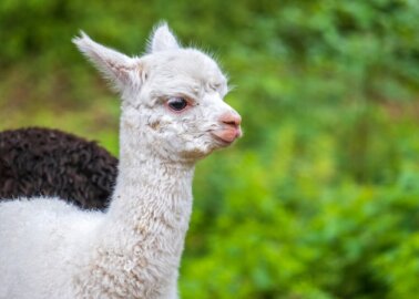 Huge News! M&S to Drop Alpaca Wool
