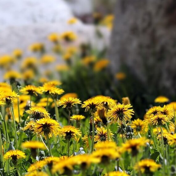 Dandelion Honey