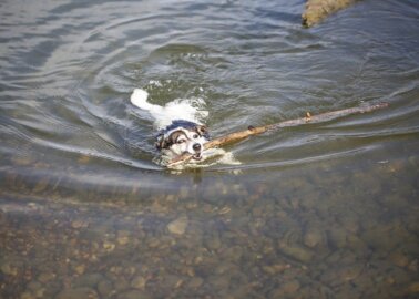 How to Protect Dogs During a Heatwave